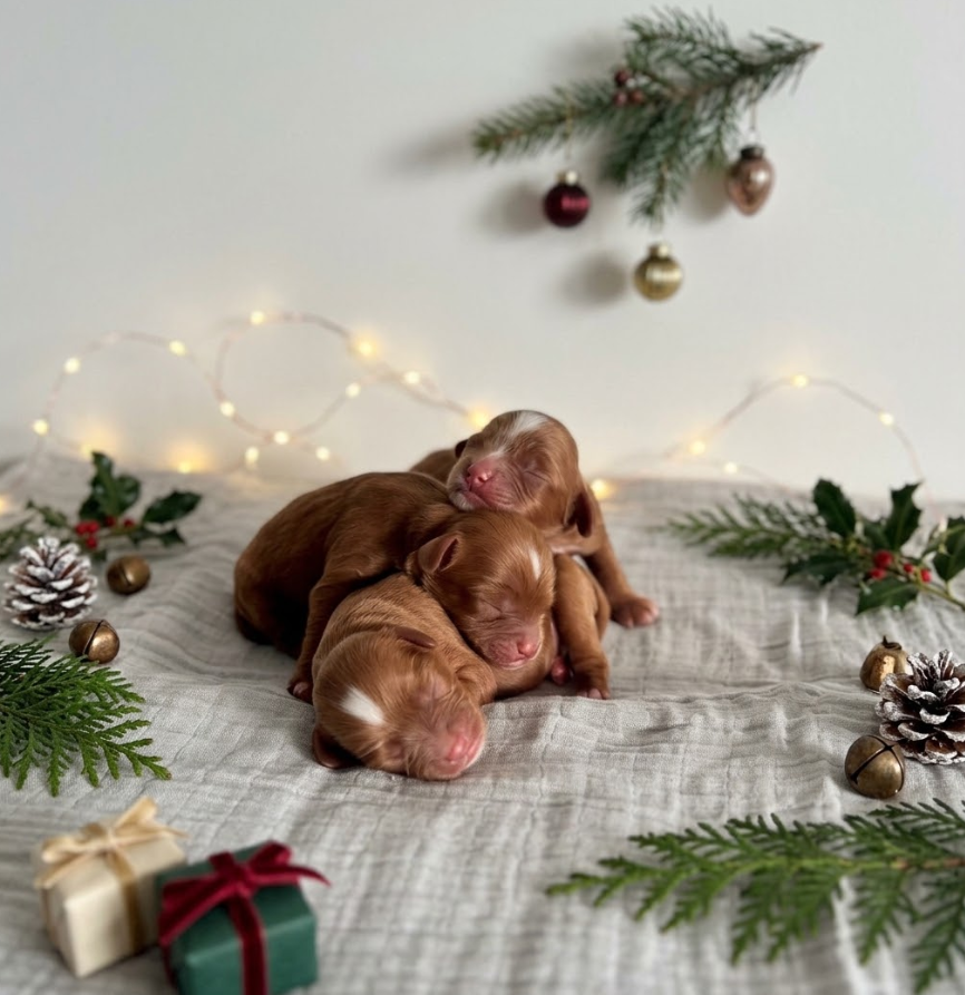 The three boys from the Christmas Cavoodle litter