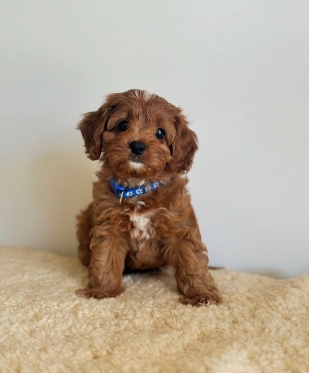 Photograph of Archie, an eight week old Cavoodle puppy