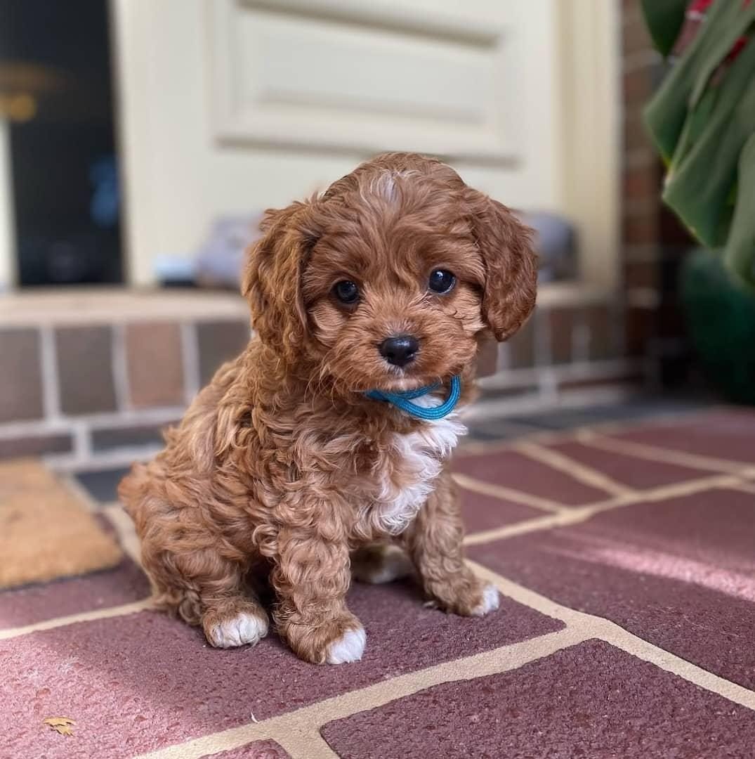 Photograph of Frankie, an eight week old Cavoodle puppy