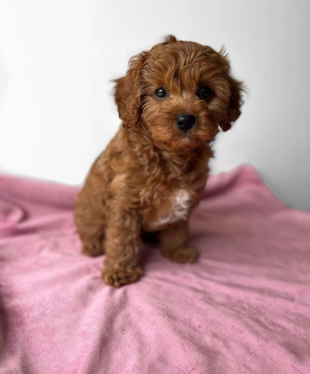 Photograph of Hazel, an eight week old Cavoodle puppy