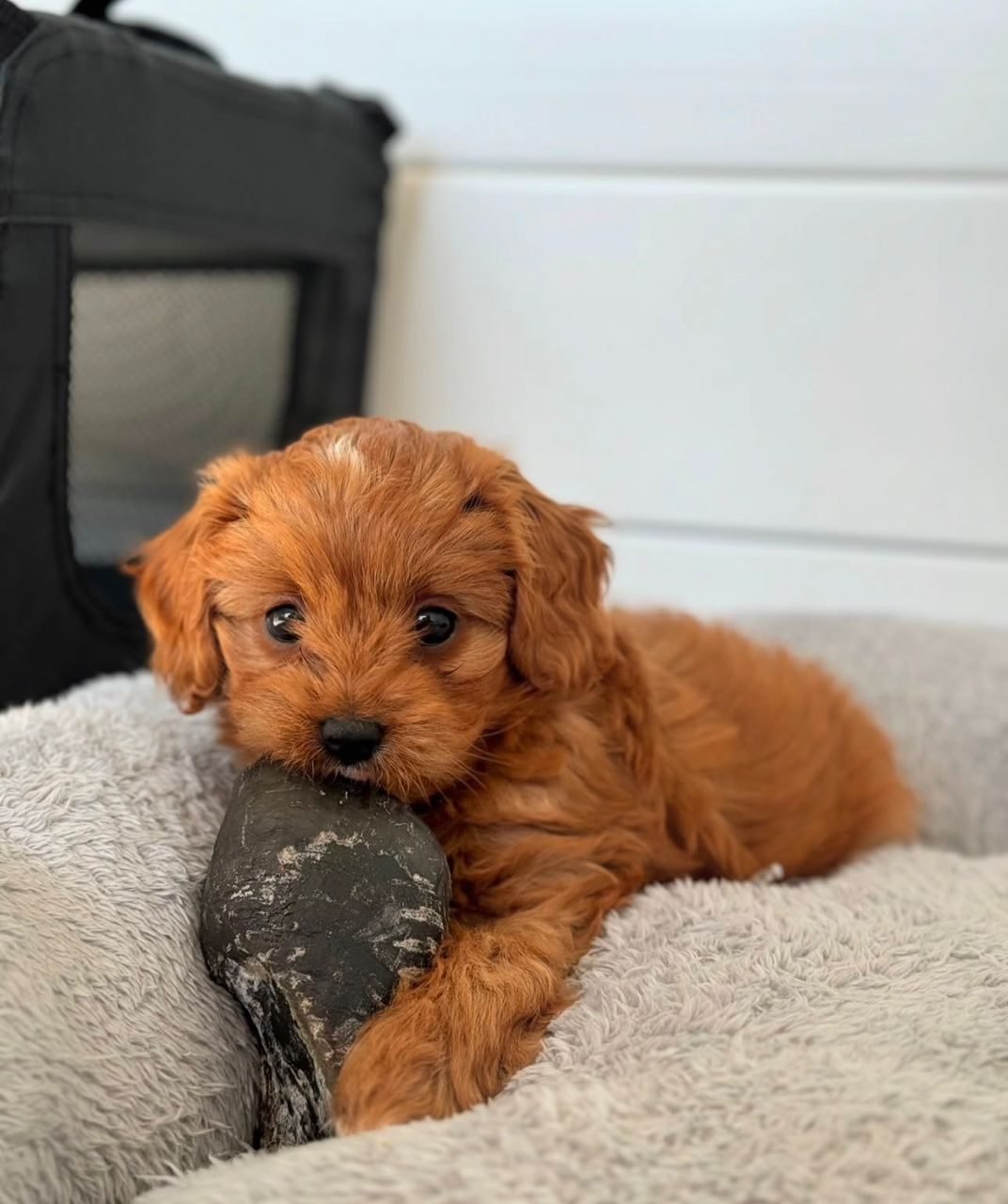 Photograph of Matilda, an eight week old Cavoodle puppy