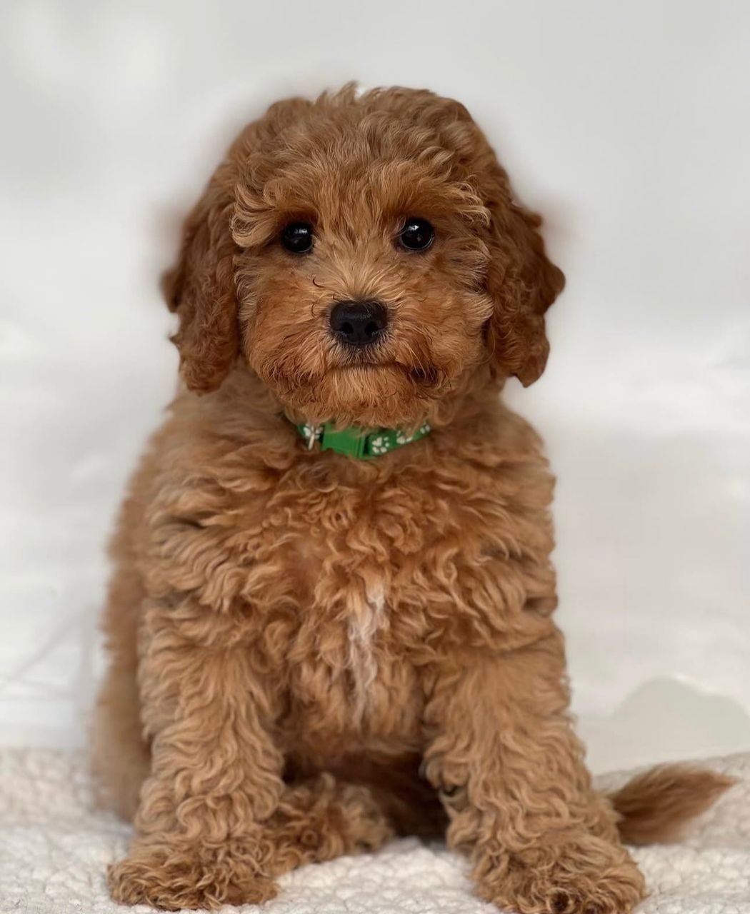Photograph of Miles, an eight week old Cavoodle puppy