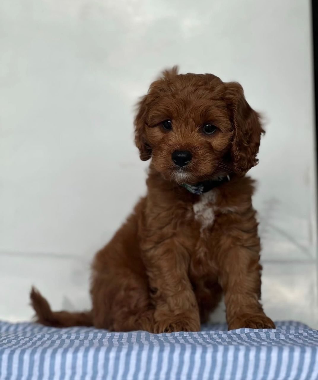 Photograph of Ollie, an eight week old Cavoodle puppy
