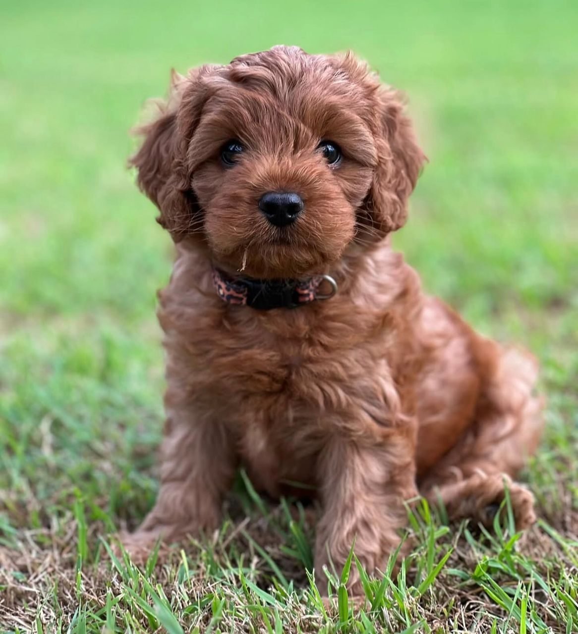 Photograph of Poppy, an eight week old Cavoodle puppy