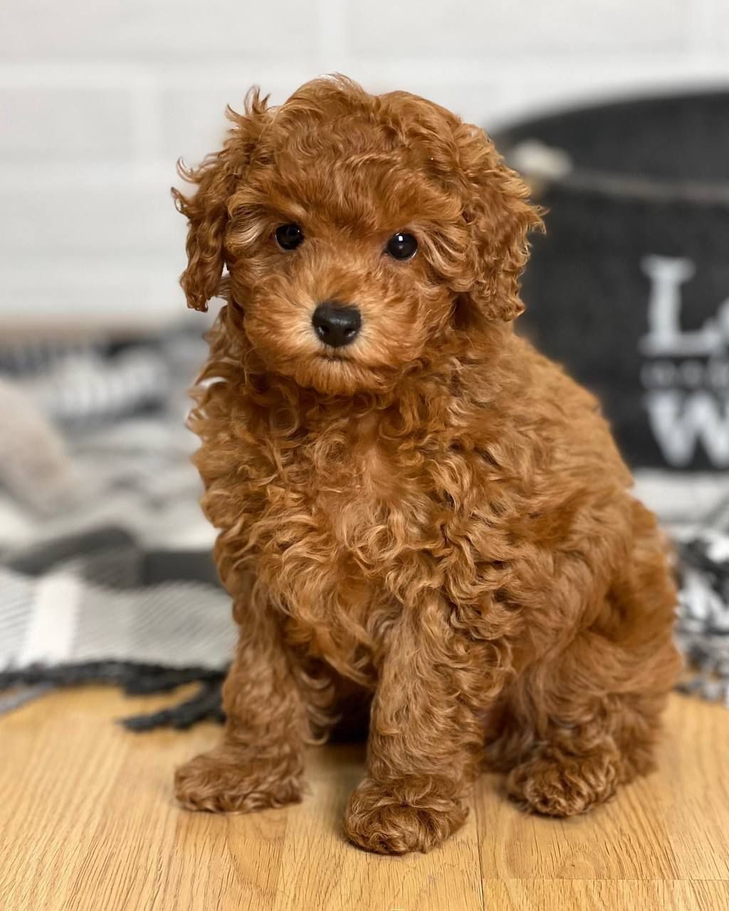 Photograph of Rupert, an eight week old Cavoodle puppy