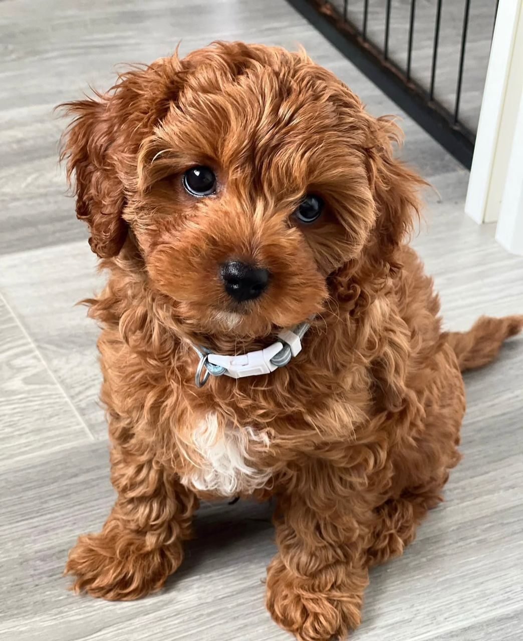Photograph of Teddy, an eight week old Cavoodle puppy