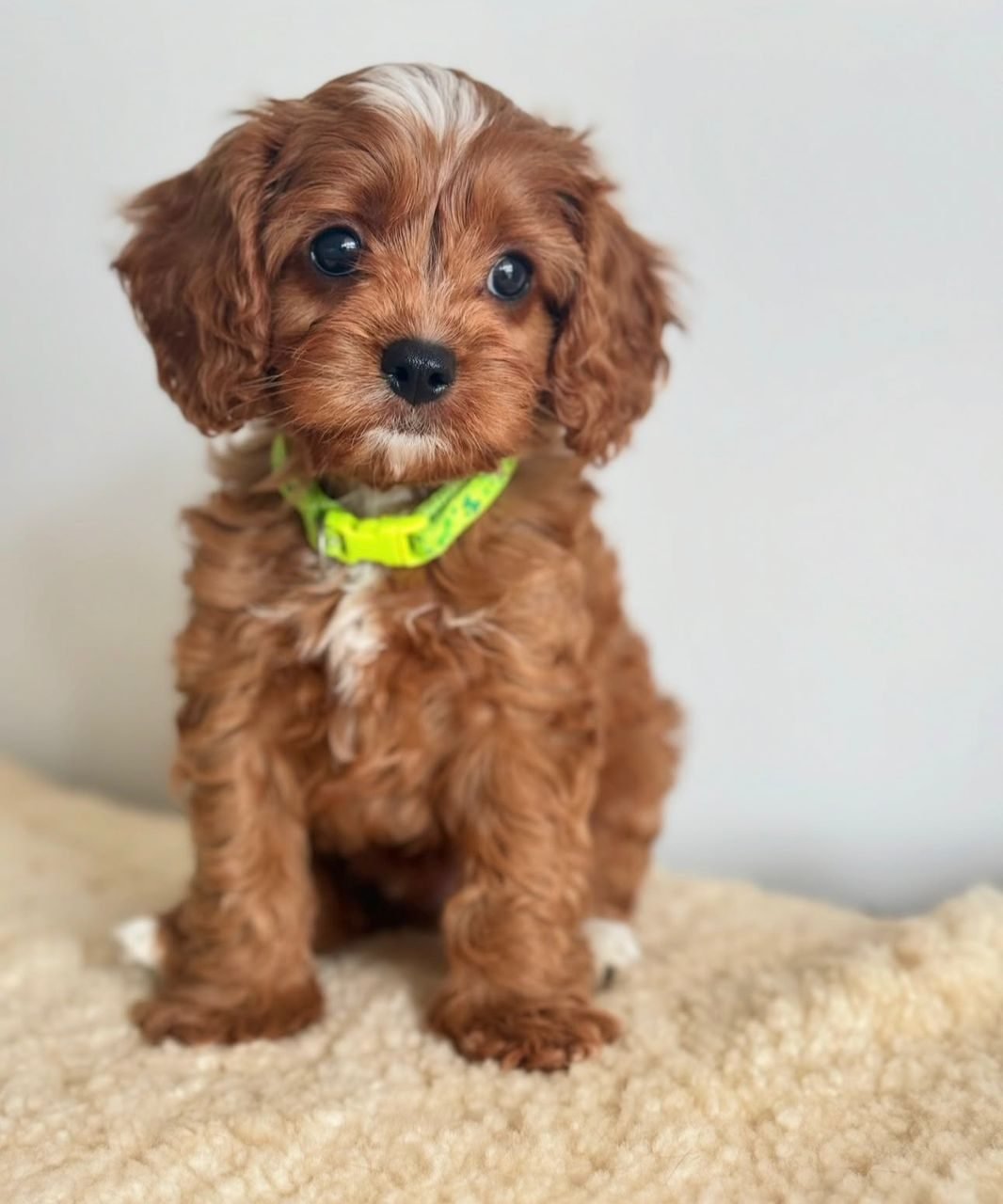 Photograph of Willow, an eight week old Cavoodle puppy